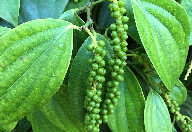 Giá tiêu hôm nay 18/11: Dao động trong khoảng 55.000 - 57.500 đồng/kg