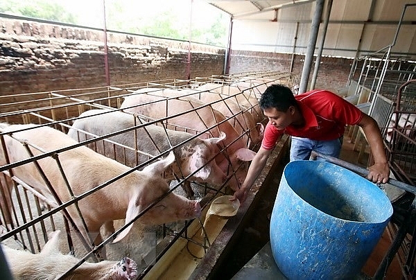 Giá heo hơi hôm nay 4/12: Thị trường trong nước đồng loạt giảm