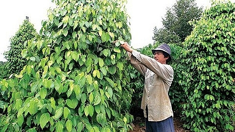 Giá tiêu hôm nay 27/11: Thị trường trong nước tăng sắp cán mốc 60.000 đồng/kg