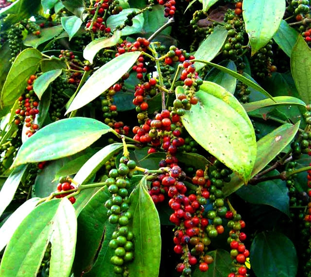 Giá tiêu hôm nay 28/11: Tiếp tục tăng