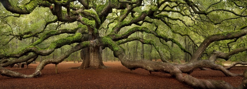 lich su cua cay soi thien than gan 500 tuoi