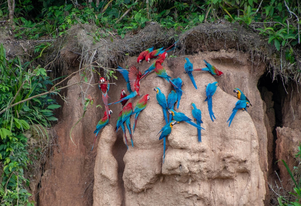 Đến rừng Amazon, chiêm ngưỡng loài vẹt ăn đất sét den amazon chiem nguong loai vet an dat set