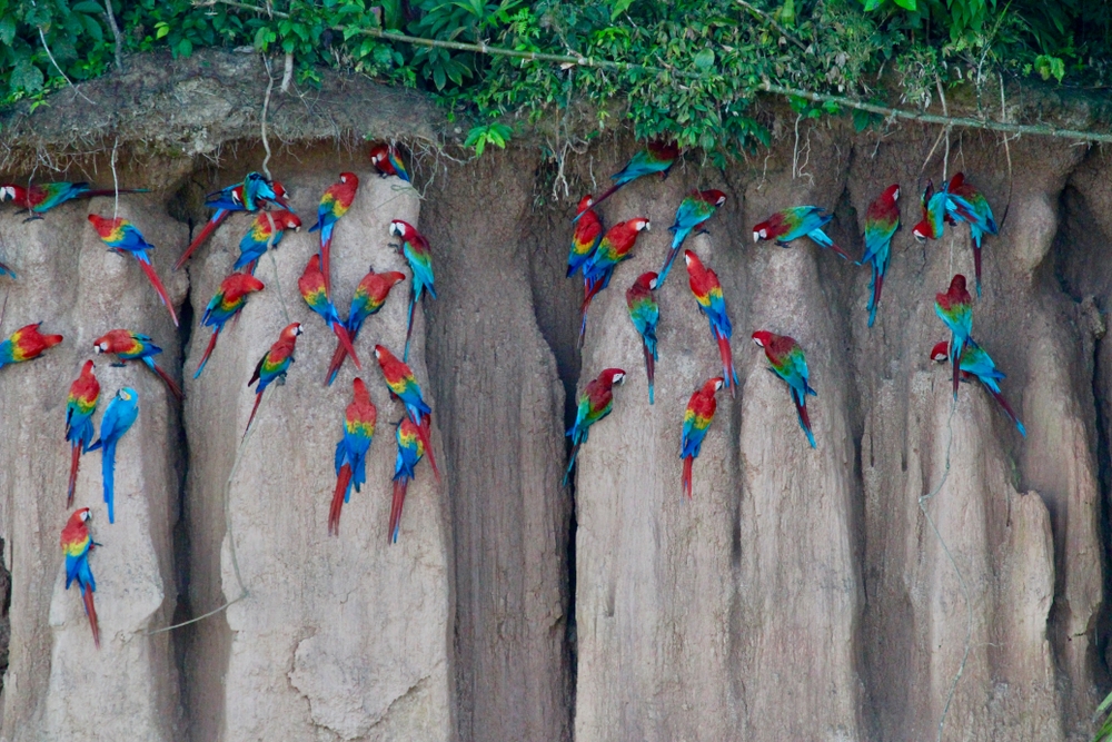 Đến rừng Amazon, chiêm ngưỡng loài vẹt ăn đất sét den amazon chiem nguong loai vet an dat set