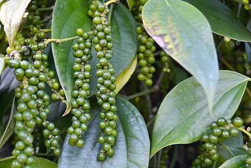 Giá tiêu hôm nay 1/12: Giá tiêu trung bình tăng 2.000 đồng/kg