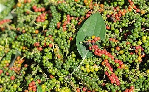 Giá tiêu hôm nay 5/12: Giảm sau nhiều ngày tăng