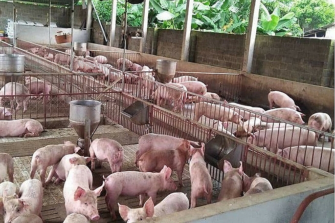 Giá heo hơi hôm nay 6/12: Miền Bắc giảm thấp nhất cả nước