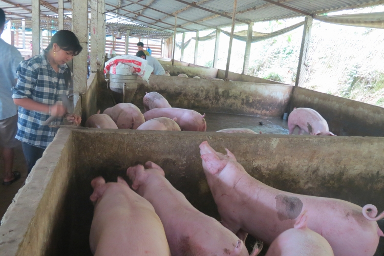 Giá heo hơi hôm nay 9/12: Miền Bắc và miền Nam tăng giá