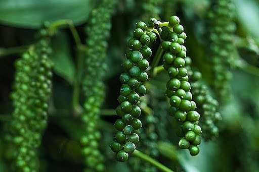 Giá tiêu hôm nay 9/12: Thị trường thế giới giảm nhẹ