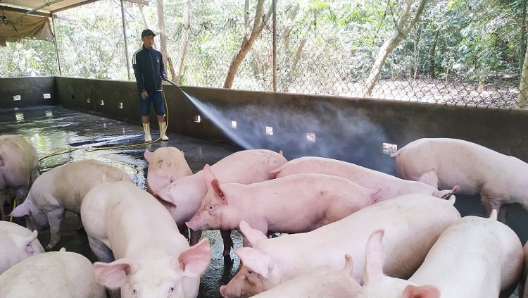 Giá heo hơi hôm nay 12/12: Thị trường trong nước tiếp tục tăng mạnh