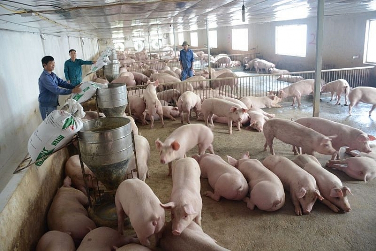 Giá heo hơi hôm nay 16/12: Vẫn duy trì đà tăng