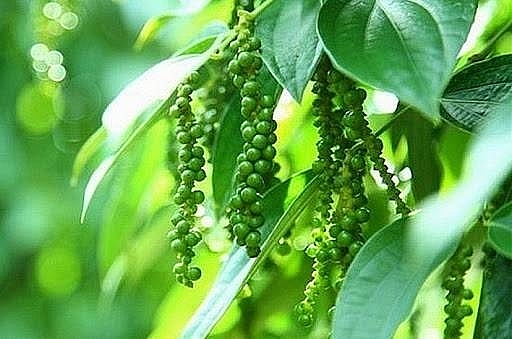 Giá tiêu hôm nay 24/12: Tiếp tục giảm nhẹ so với những ngày trước đó