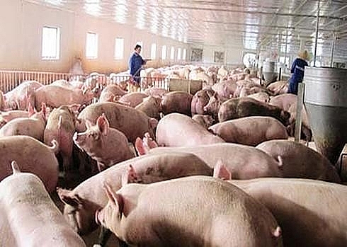 Giá heo hơi hôm nay 24/12: Tăng nhiều nhất 3.000 đồng/kg