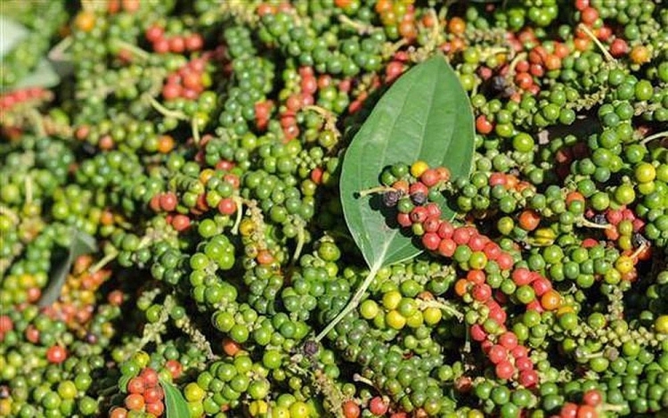 Giá tiêu hôm nay 22/12/2020: Giá tiêu có thể tăng lên 80.000 đồng/kg