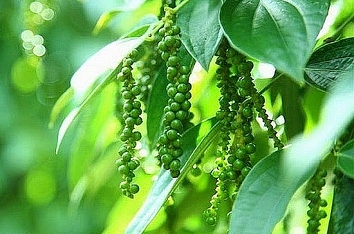 Giá tiêu hôm nay 23/12/2020 giảm mạnh trên cả nước