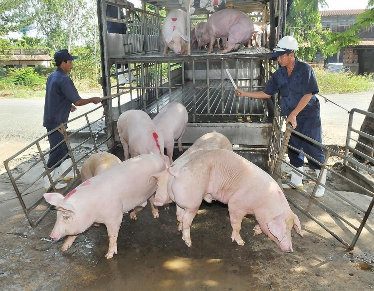 Giá heo hơi hôm nay 29/12: Tiếp tục đà tăng giá trong chuỗi ngày kế tiếp
