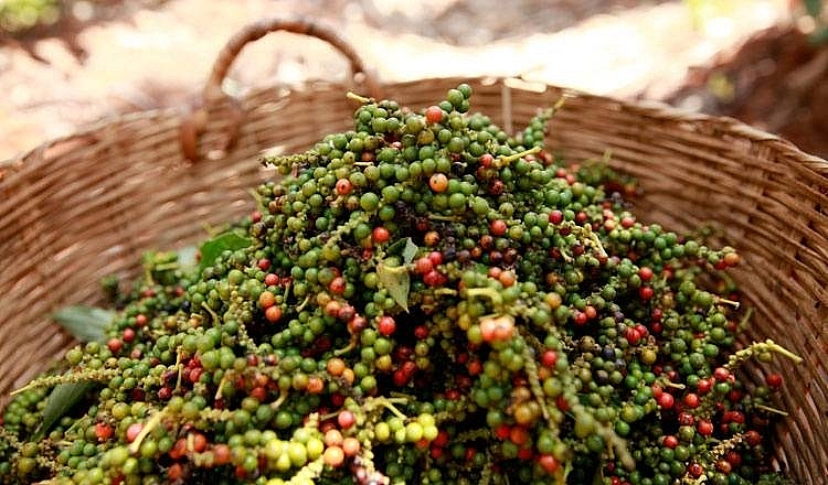 Giá tiêu hôm nay 31/12: Giá tiêu tăng mạnh