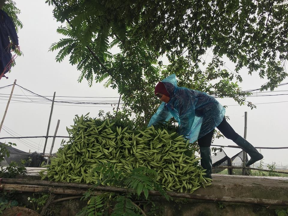 ha noi nguoi dan tay tuu tat bat thu hoach hoa loa ken