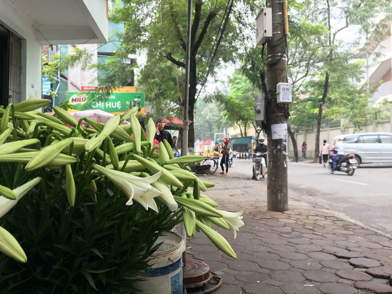 ha noi nguoi dan tay tuu tat bat thu hoach hoa loa ken