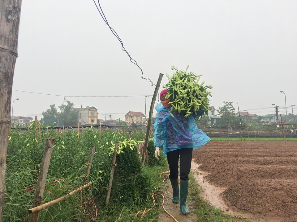 ha noi nguoi dan tay tuu tat bat thu hoach hoa loa ken