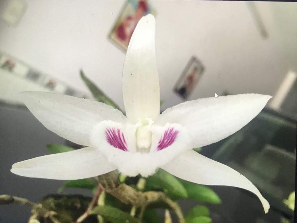 Chiêm ngưỡng giò lan được giao dịch với giá gần 7 tỷ đồng chiem nguong gio lan duoc giao dich voi gia gan 7 ty dong