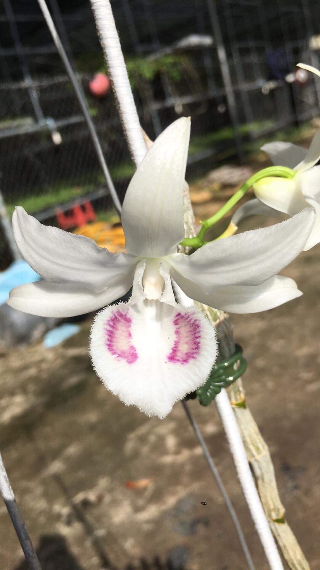 Chiêm ngưỡng giò lan được giao dịch với giá gần 7 tỷ đồng chiem nguong gio lan duoc giao dich voi gia gan 7 ty dong