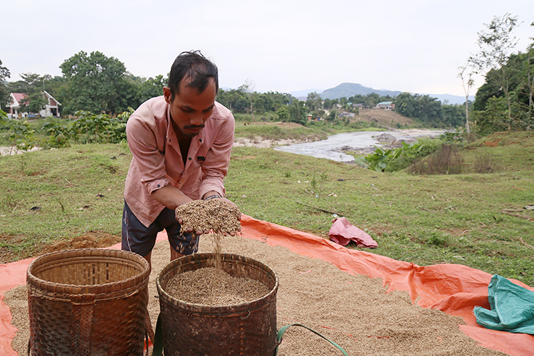 Gạo thiêng cho rể quý của người Pa Kô Gạo thiêng cho rể quý của người Pa Kô