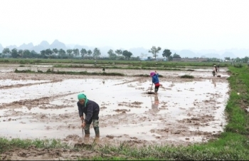 Gần 92% diện tích gieo cấy đã đủ nước đổ ải