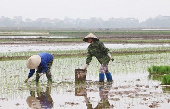 Các địa phương đã cơ bản hoàn thành lấy nước đổ ải vụ Đông Xuân 2020 - 2021