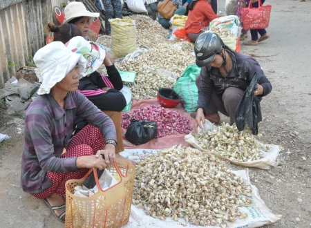 Mỗi kg tỏi Lý Sơn giá gần nửa chỉ vàng