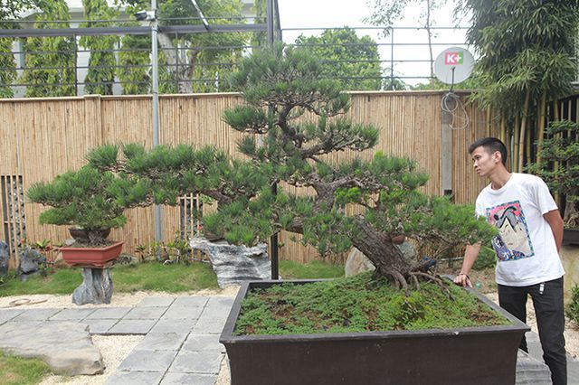 doanh nhan viet bo tien ty mua bonsai nhat dan thuong sang chanh an duoi tom hum 3 trieu dongkg