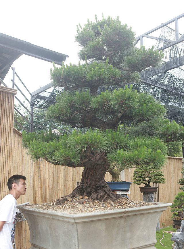 doanh nhan viet bo tien ty mua bonsai nhat dan thuong sang chanh an duoi tom hum 3 trieu dongkg