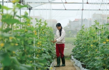 Nông nghiệp công nghệ cao đòi hỏi chất lượng điện cao