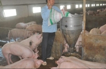 gia thit lon tang cao dien bien phuc tap