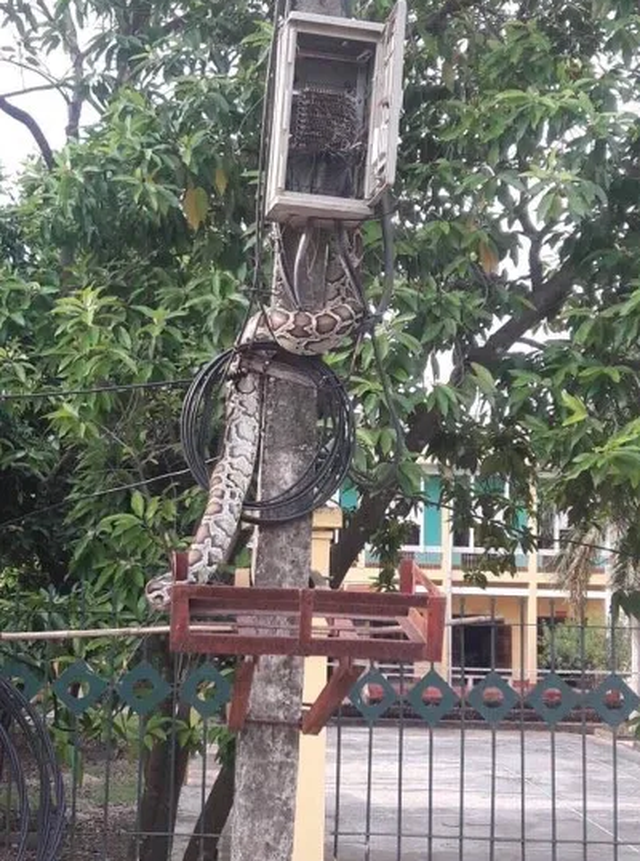 Phú Thọ: Tá hoả vì trăn 
