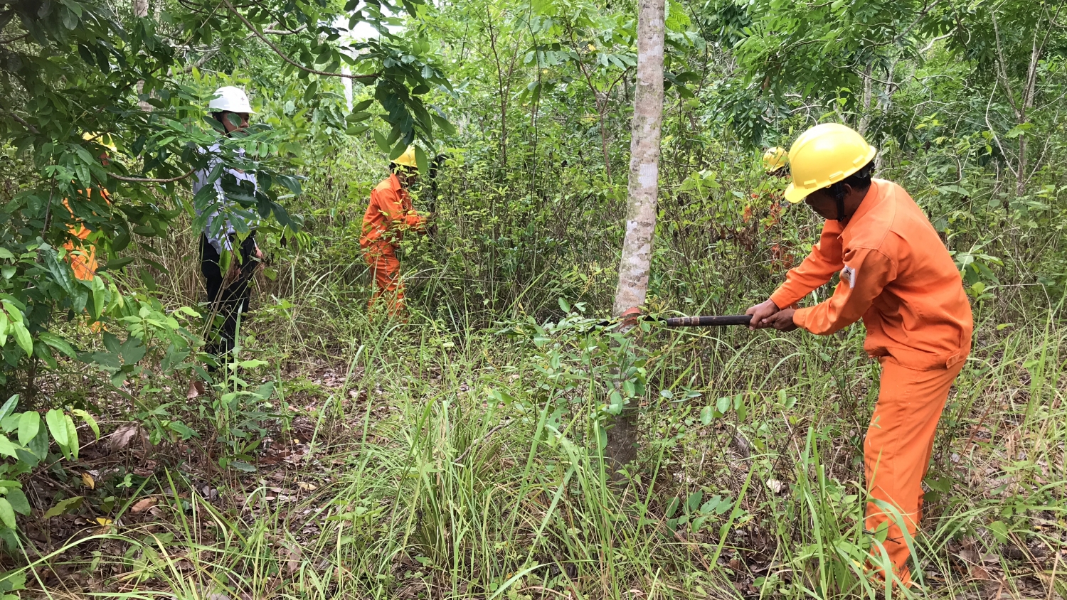 Nóng tình trạng vi phạm hành lang an toàn lưới điện