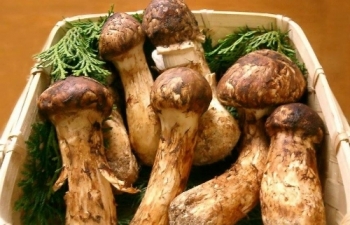 Vài chục triệu đồng một kg nấm matsutake
