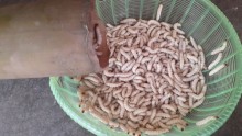 Hãi hùng ăn sâu tre: Ngon lạ lùng, có tiền khó mua