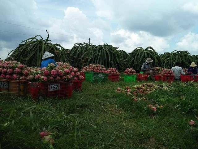 thanh long rot gia thuong lai cung bo cua chay lay nguoi chia se