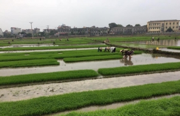 Cấp nước đổ ải, gieo cấy vụ Đông Xuân 2020 có rất nhiều khó khăn