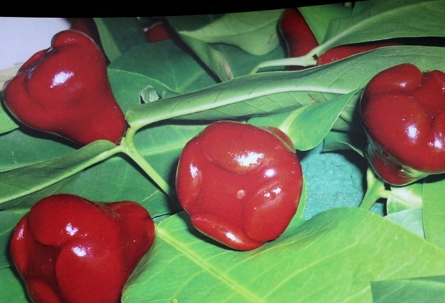 Bánh đào tiên – đặc sản mùa xuân xứ Huế