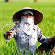 Thế khó của doanh nghiệp sản xuất phân bón trong nước