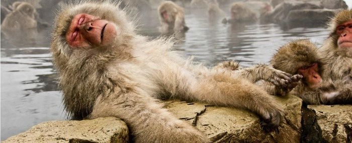 Ngắm khỉ tuyết Nhật Bản tắm nước nóng thư thái như con người
