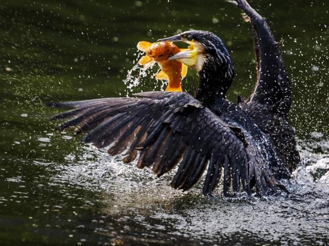 Độc đáo nghệ thuật câu cá trên sông ... bằng chim Độc đáo nghệ thuật câu cá trên sông bằng... chim cốc