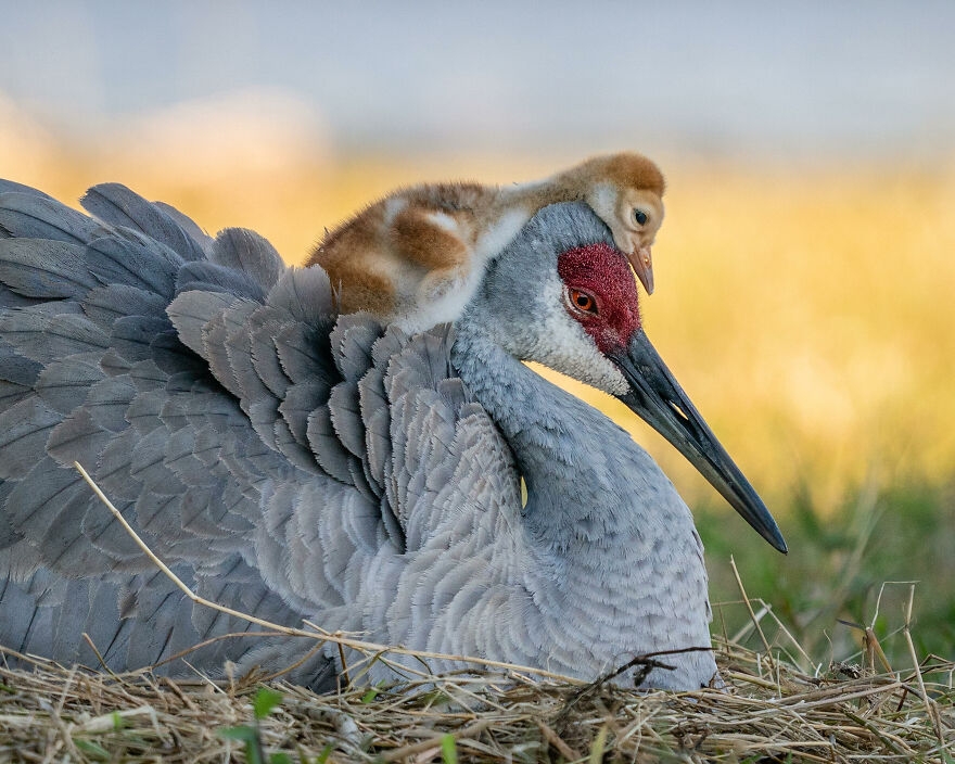 11 tác phẩm đoạt Giải thưởng Nhiếp ảnh Audubon năm 2021