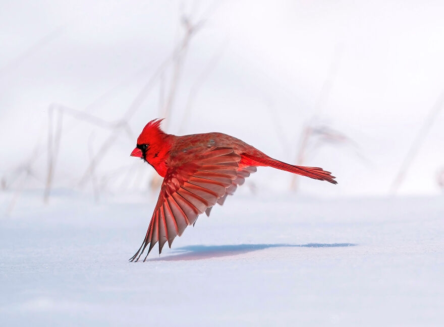 11 tác phẩm đoạt Giải thưởng Nhiếp ảnh Audubon năm 2021