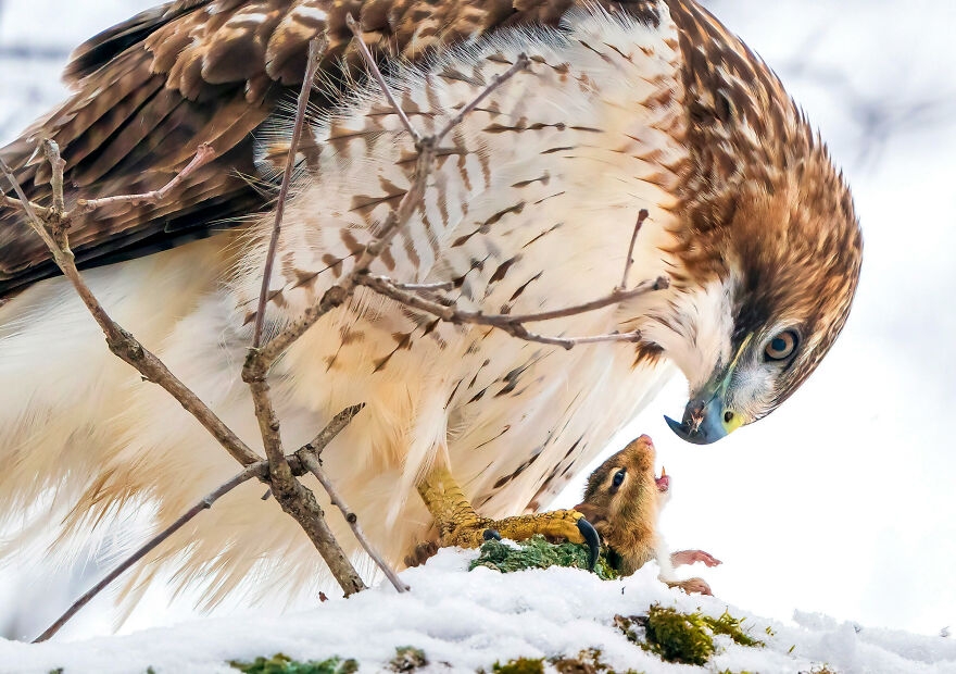 11 tác phẩm đoạt Giải thưởng Nhiếp ảnh Audubon năm 2021