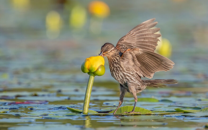 11 tác phẩm đoạt Giải thưởng Nhiếp ảnh Audubon năm 2021