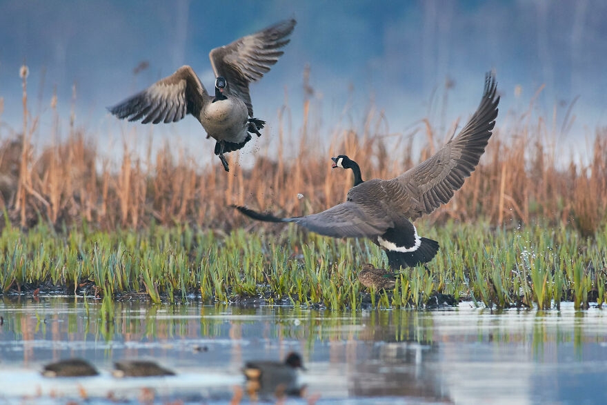 11 tác phẩm đoạt Giải thưởng Nhiếp ảnh Audubon năm 2021