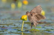 11 tác phẩm đoạt Giải thưởng Nhiếp ảnh Audubon năm 2021