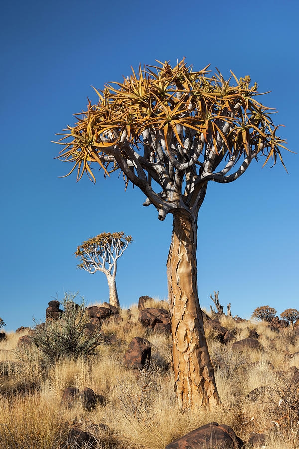 Ngắm nhìn 12 loài cây tự nhiên đẹp và 